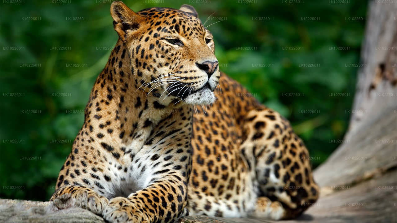 Temples et nature sauvage depuis Negombo (2 jours)