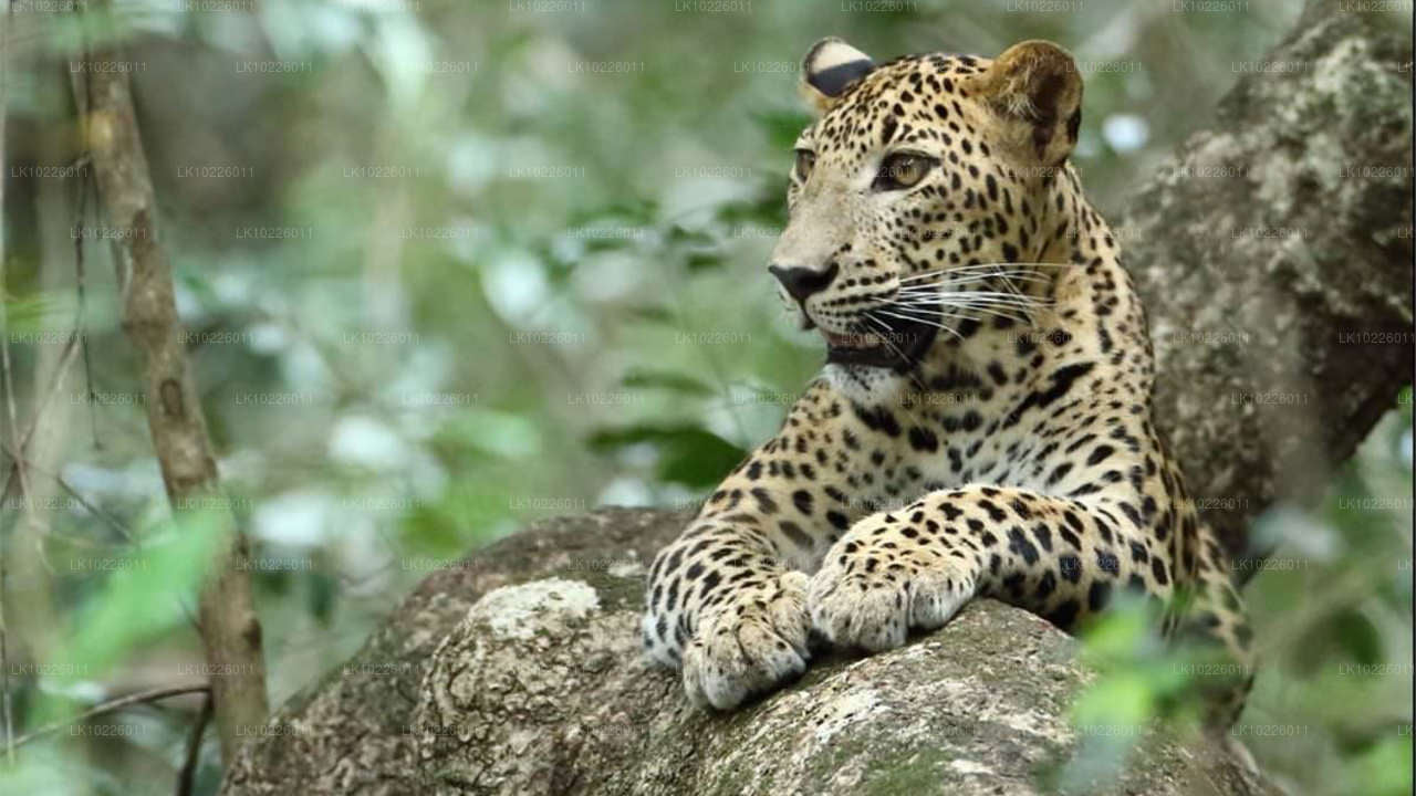 Temples et nature sauvage depuis Negombo (2 jours)