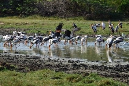 Merveilles sauvages et temples cachés d'Hikkaduwa (2 jours)