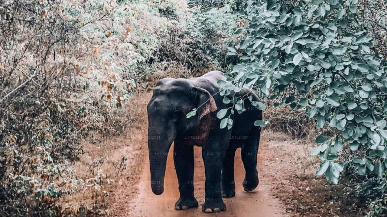 Merveilles anciennes de Colombo (2 jours)