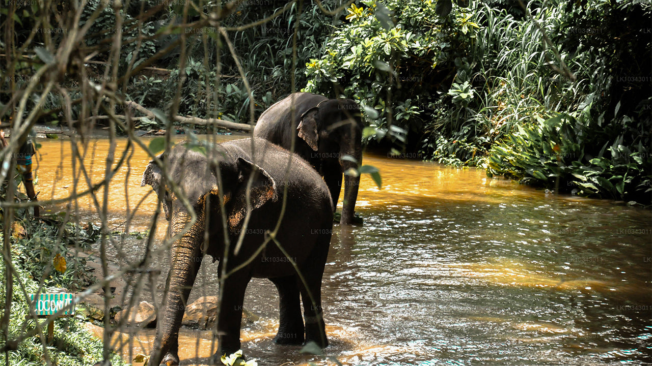 Wonder Island (3 jours)