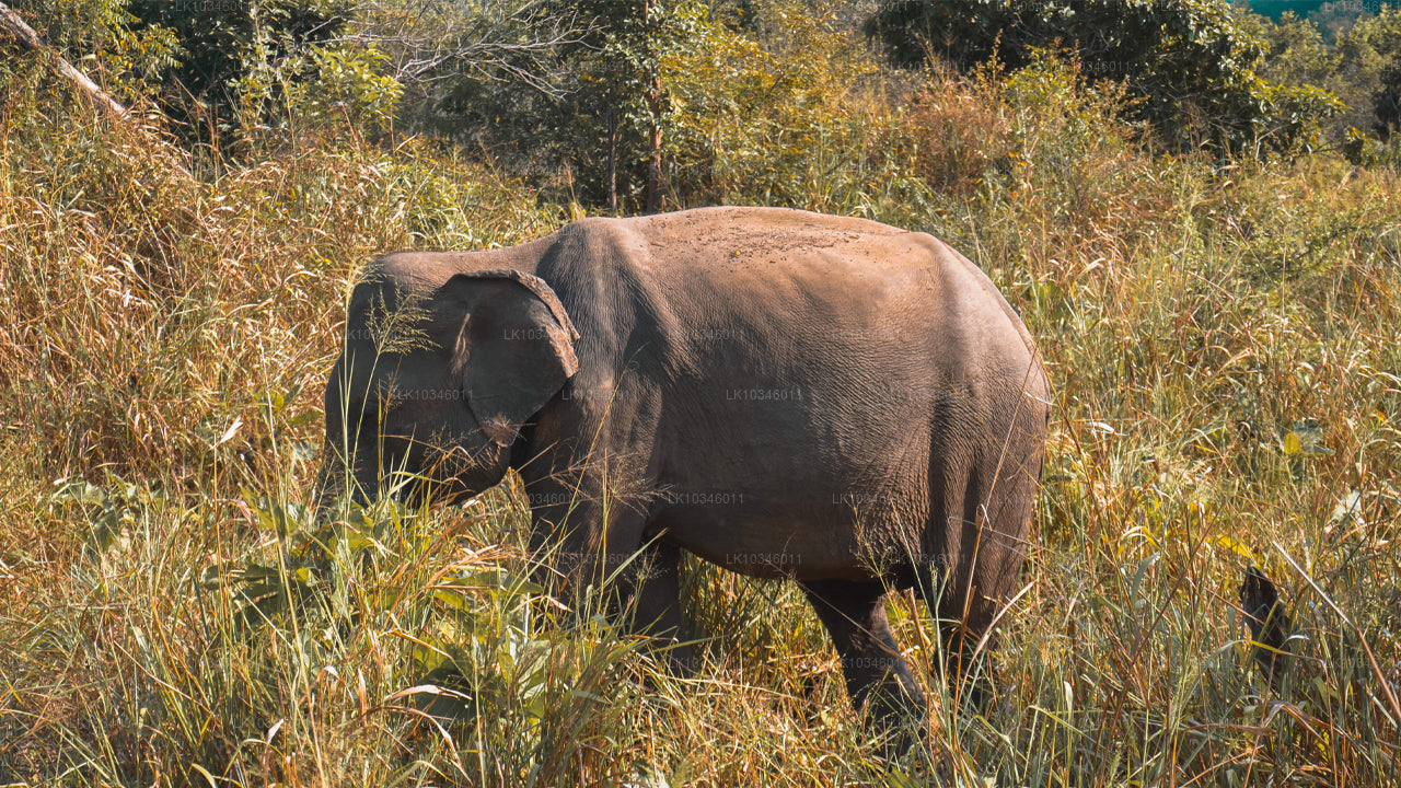 Contes de l'ancienne île de Ceylan depuis Colombo (3 jours)