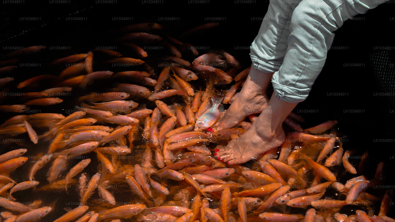 Cosy Sri Lanka (3 jours)