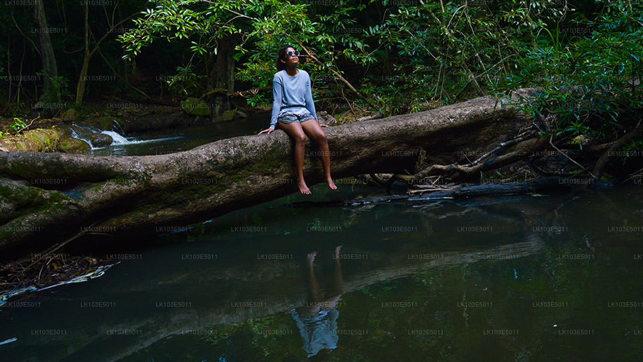 Excursions écologiques au Sri Lanka (3 jours)