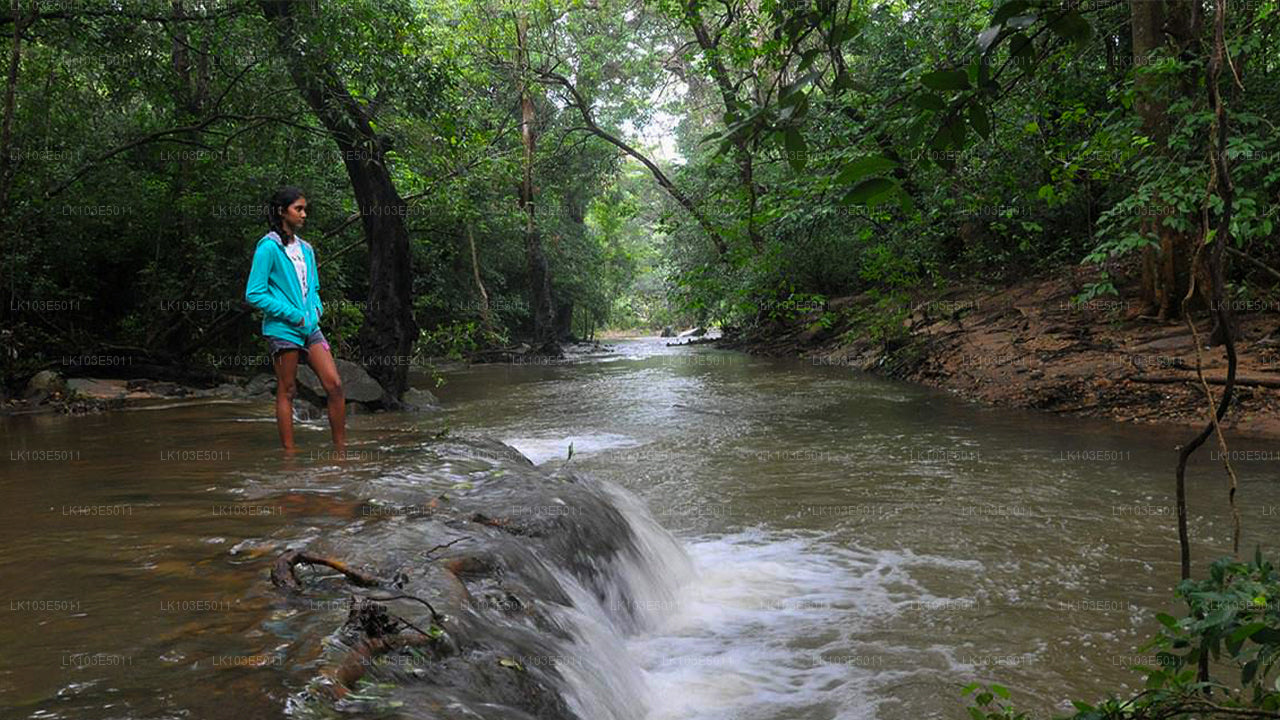 Excursions écologiques au Sri Lanka (3 jours)
