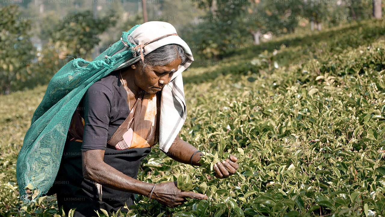 Aventure à Horton Plains (4 jours)