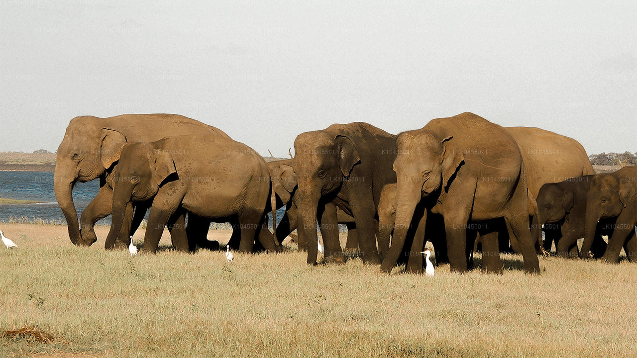 Circuit aborigène du Sri Lanka (4 jours)
