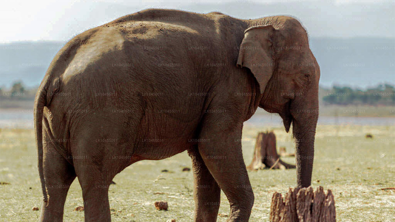 Circuit aborigène du Sri Lanka (4 jours)