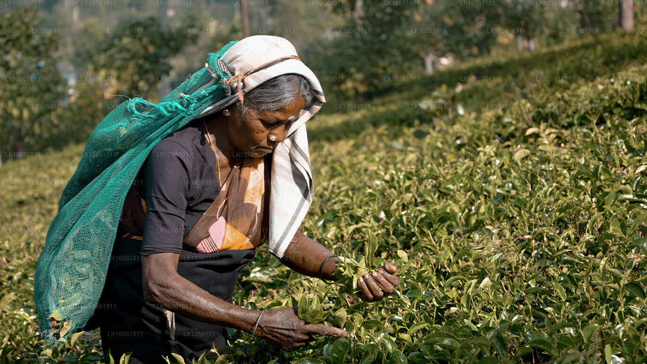 L'île des merveilles (5 jours)