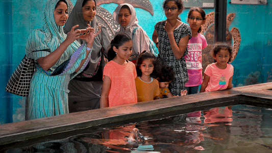 Les meilleurs endroits du Sri Lanka (5 jours)