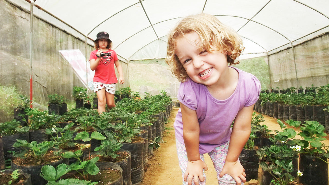 Excursion agricole au Sri Lanka (5 jours)