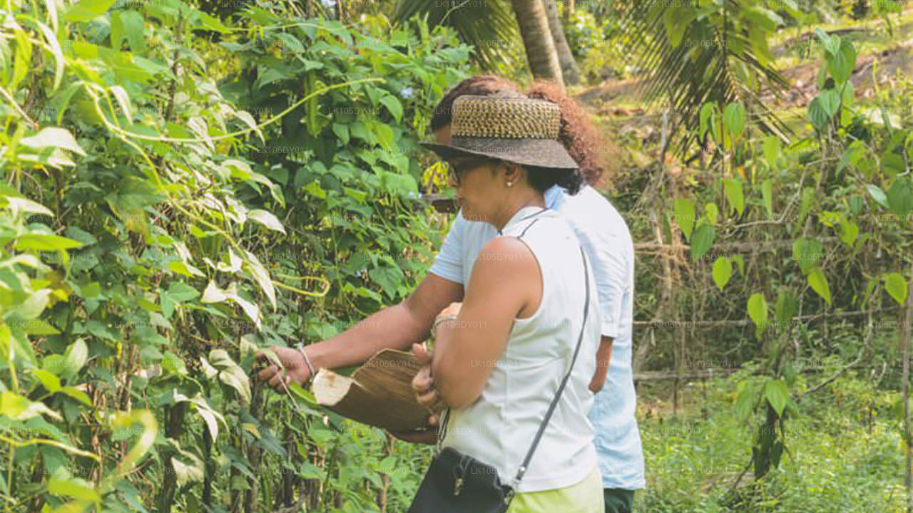 Excursion agricole au Sri Lanka (6 jours)