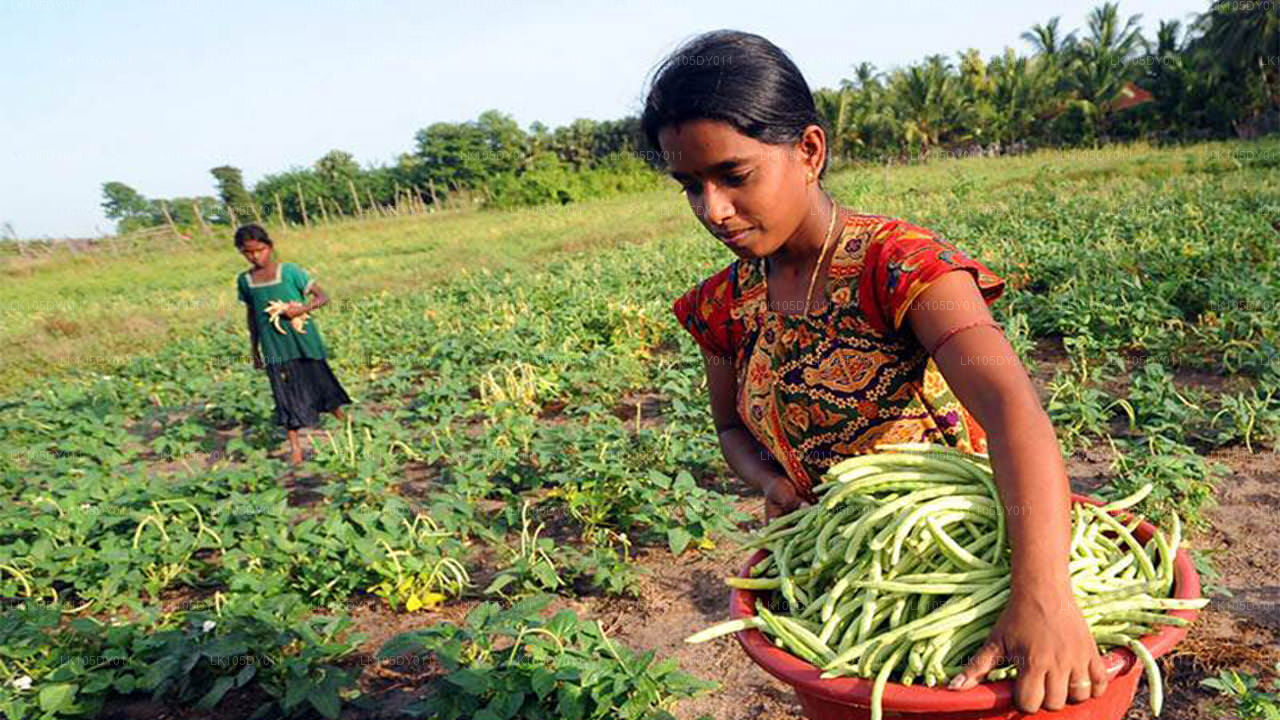 Excursion agricole au Sri Lanka (5 jours)