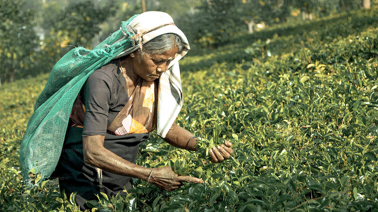 Dans les collines (7 jours)