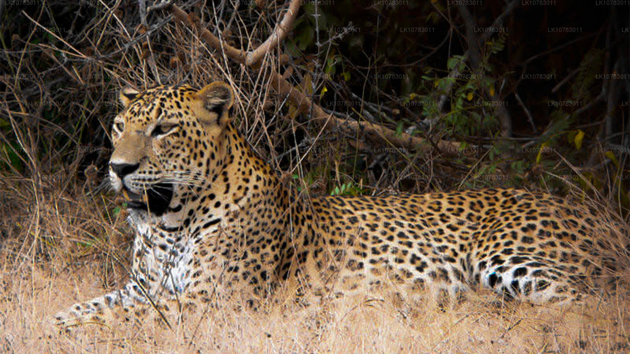 Les Big 5 de la saison de la côte sud (7 jours)