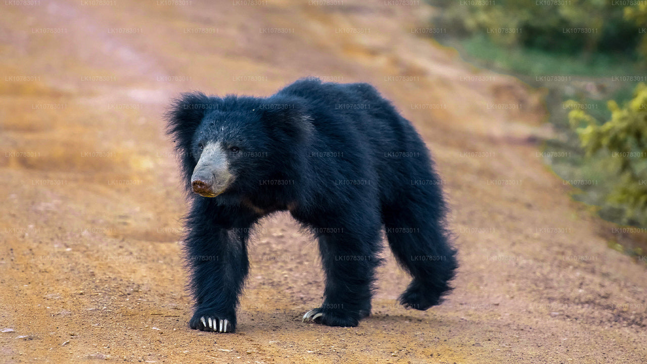 Les Big 5 de la saison de la côte sud (7 jours)