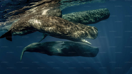 Les Big 5 de la saison de la côte sud (7 jours)