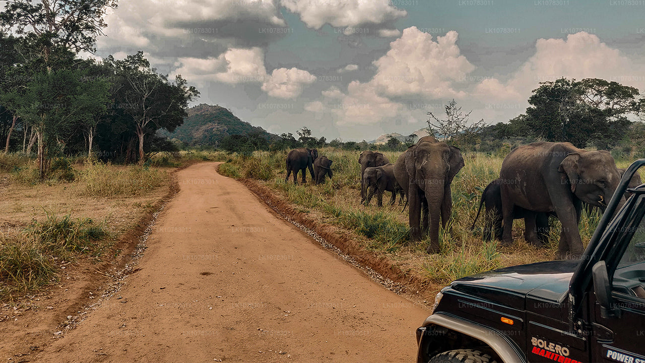 Les Big 5 de la saison de la côte sud (7 jours)