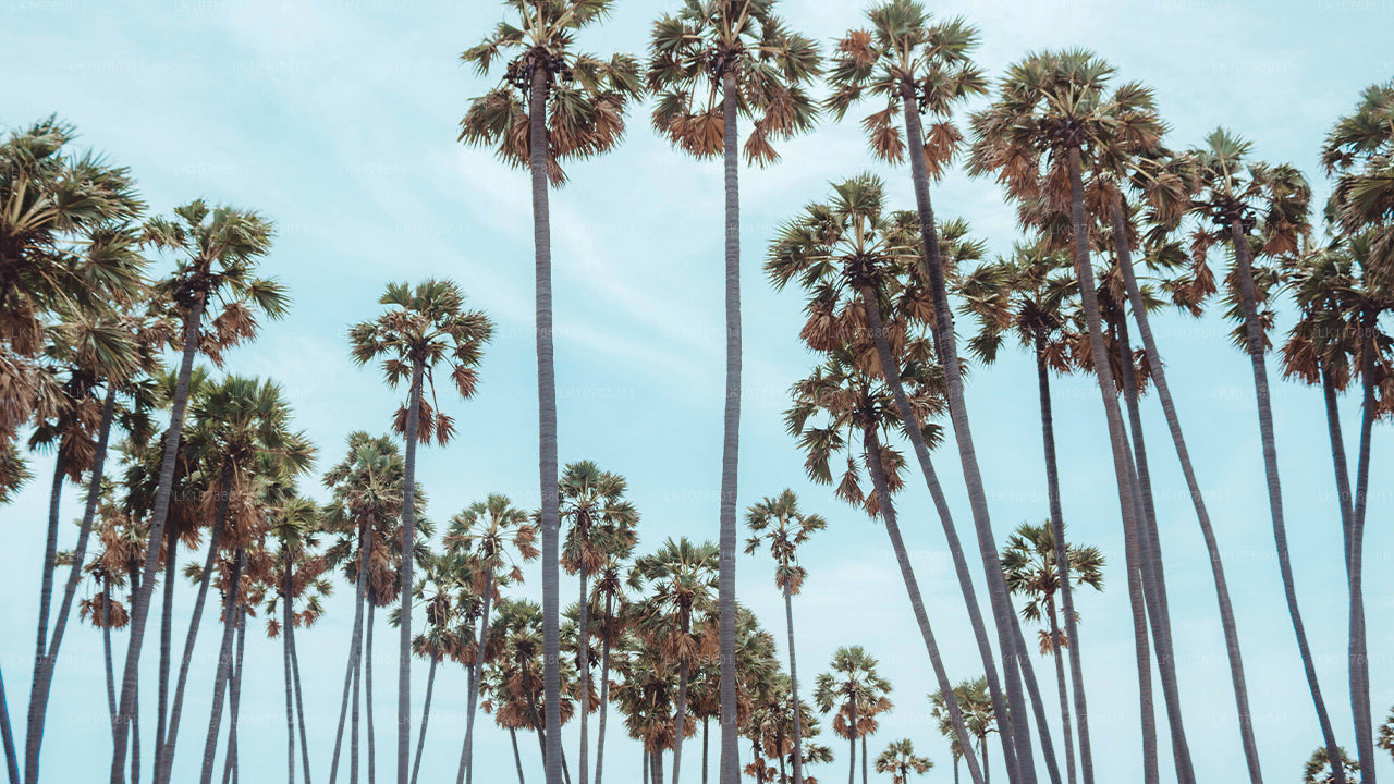 L'incroyable Jaffna (7 jours)