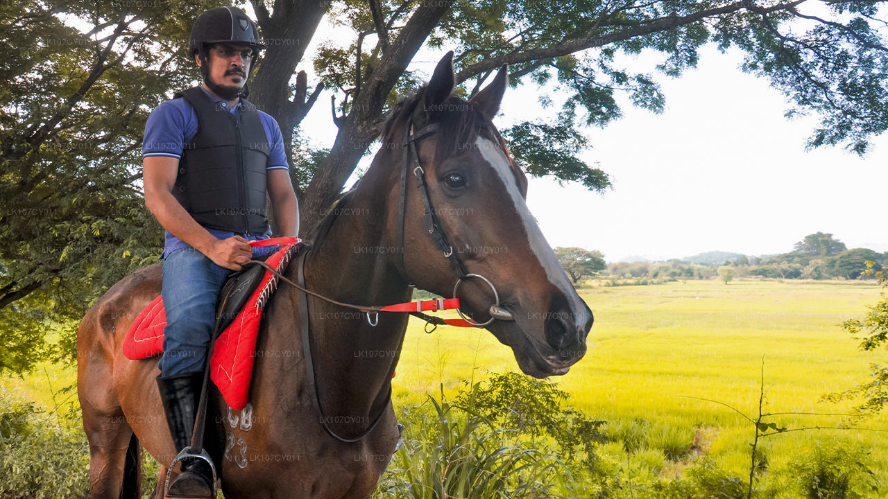 Balade à cheval (7 jours)