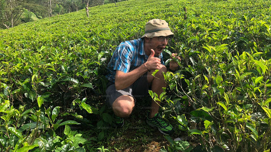 Promenade au cœur de la culture (8 jours)