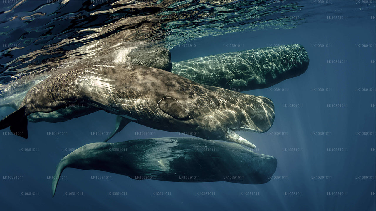 Ceylan par excellence (8 jours)