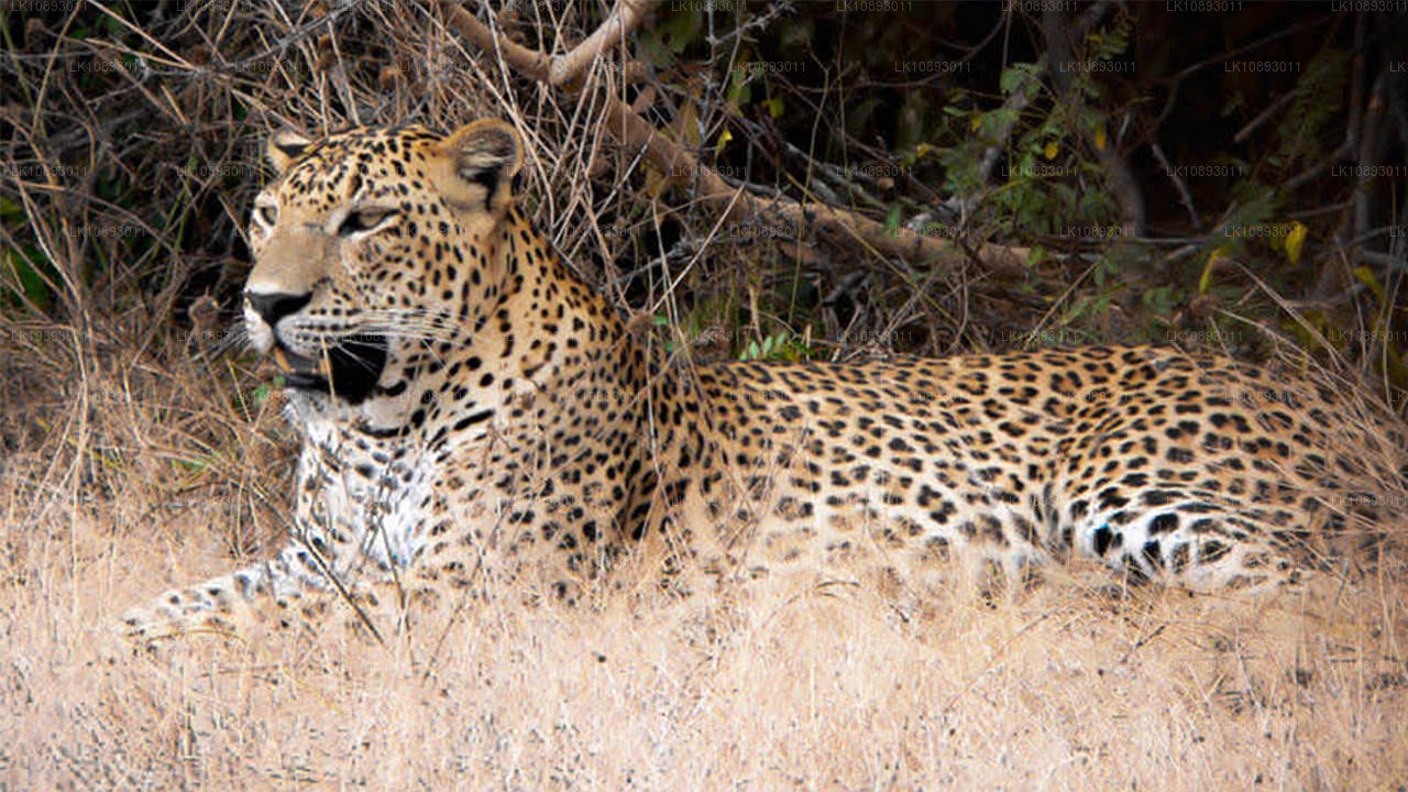 Wild Wonders (8 jours)