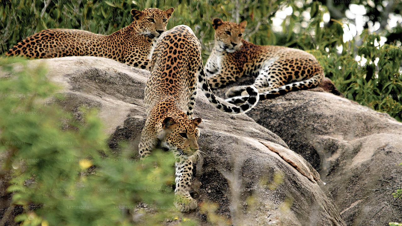 Wild Wonders (8 jours)