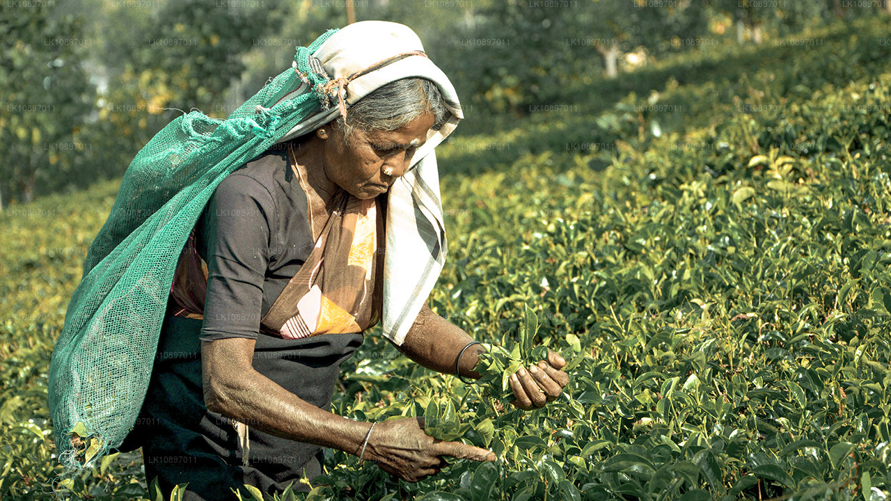 Culture et nature sauvage (8 jours)