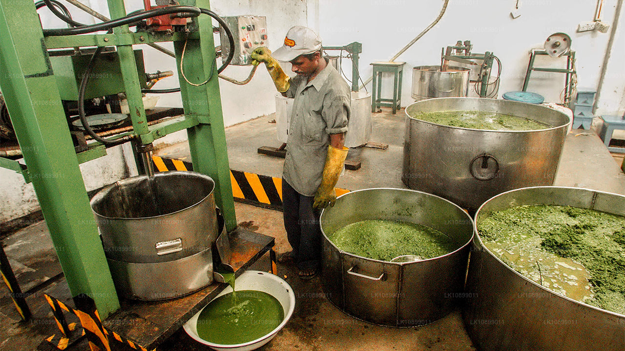 Soulagement et relaxation avec Siddalepa (8 jours)