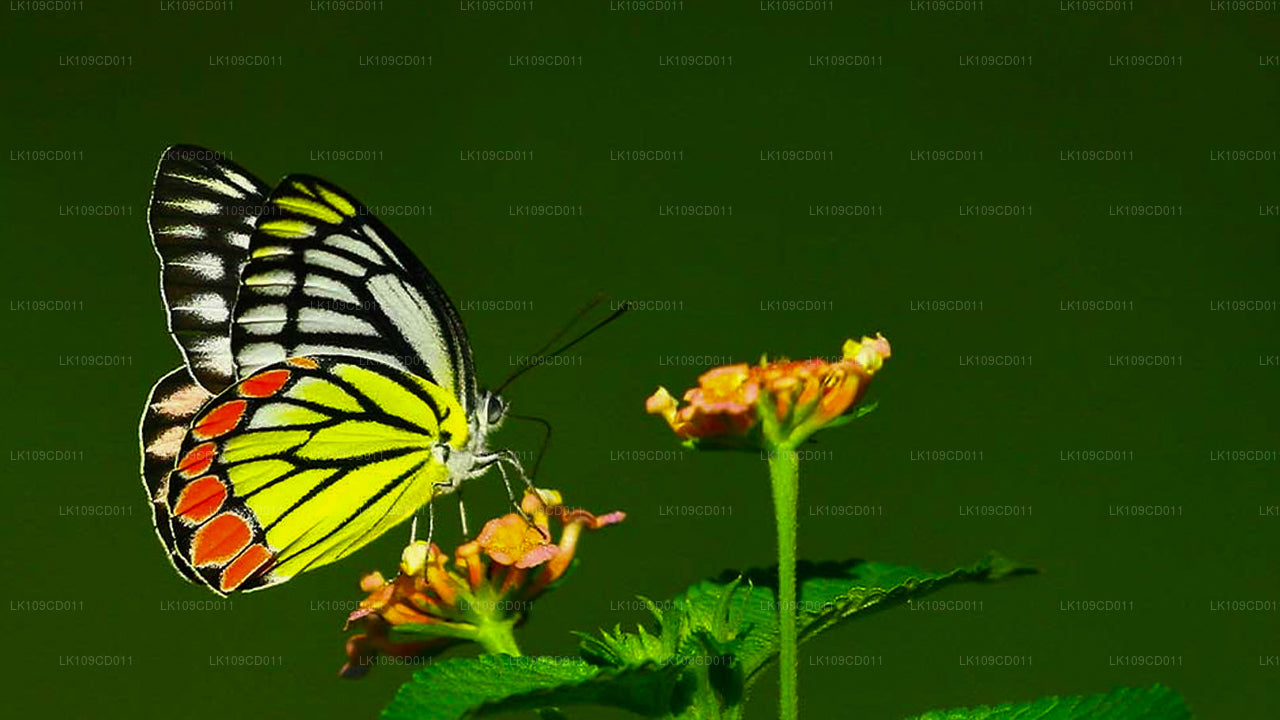 Excursion d'observation des libellules et des papillons (9 jours)