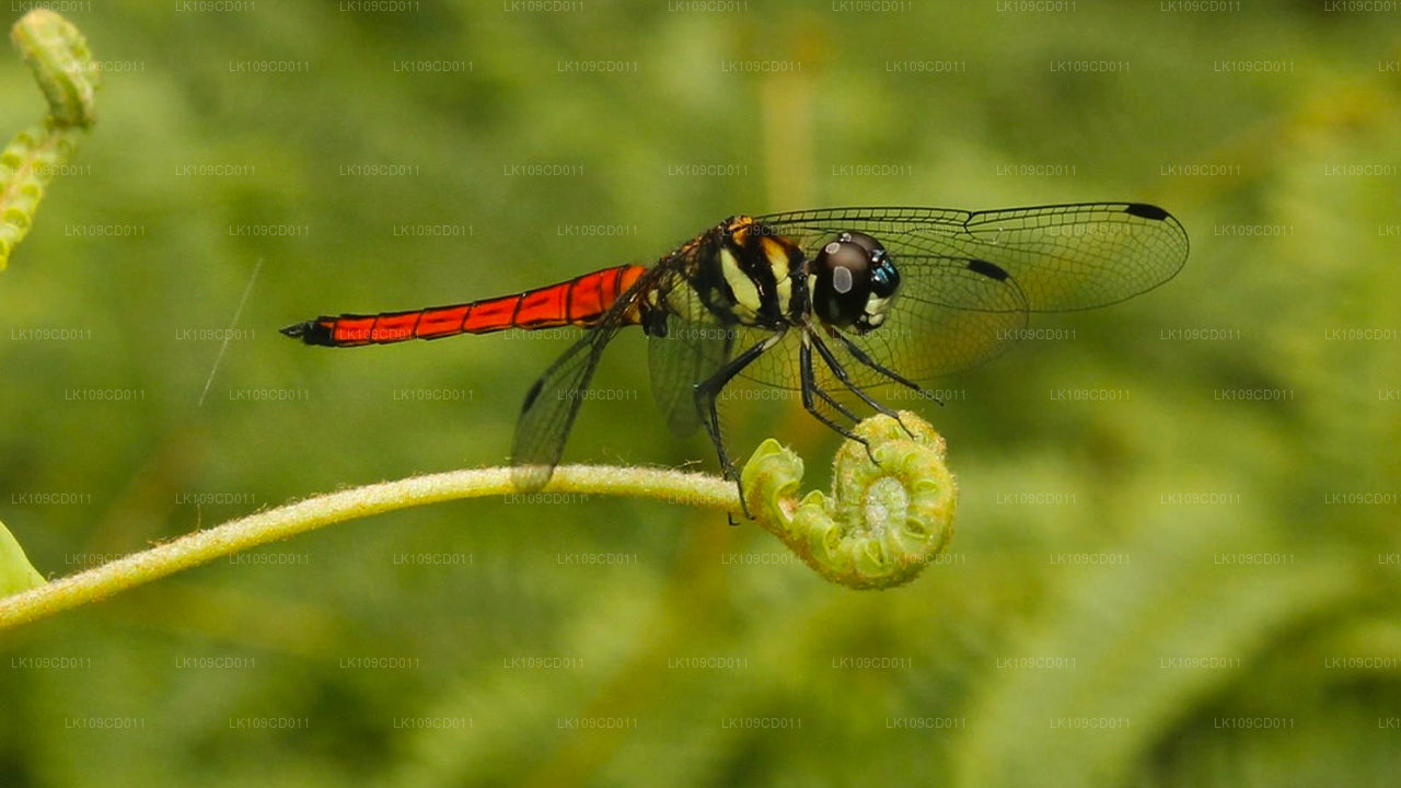 Excursion d'observation des libellules et des papillons (9 jours)