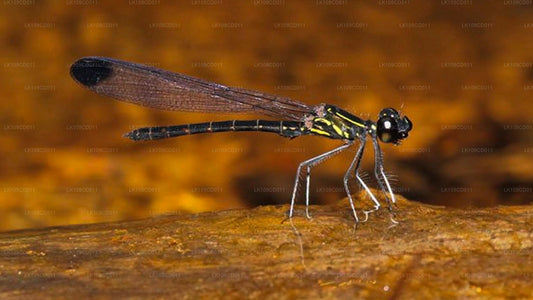 Excursion d'observation des libellules et des papillons (9 jours)