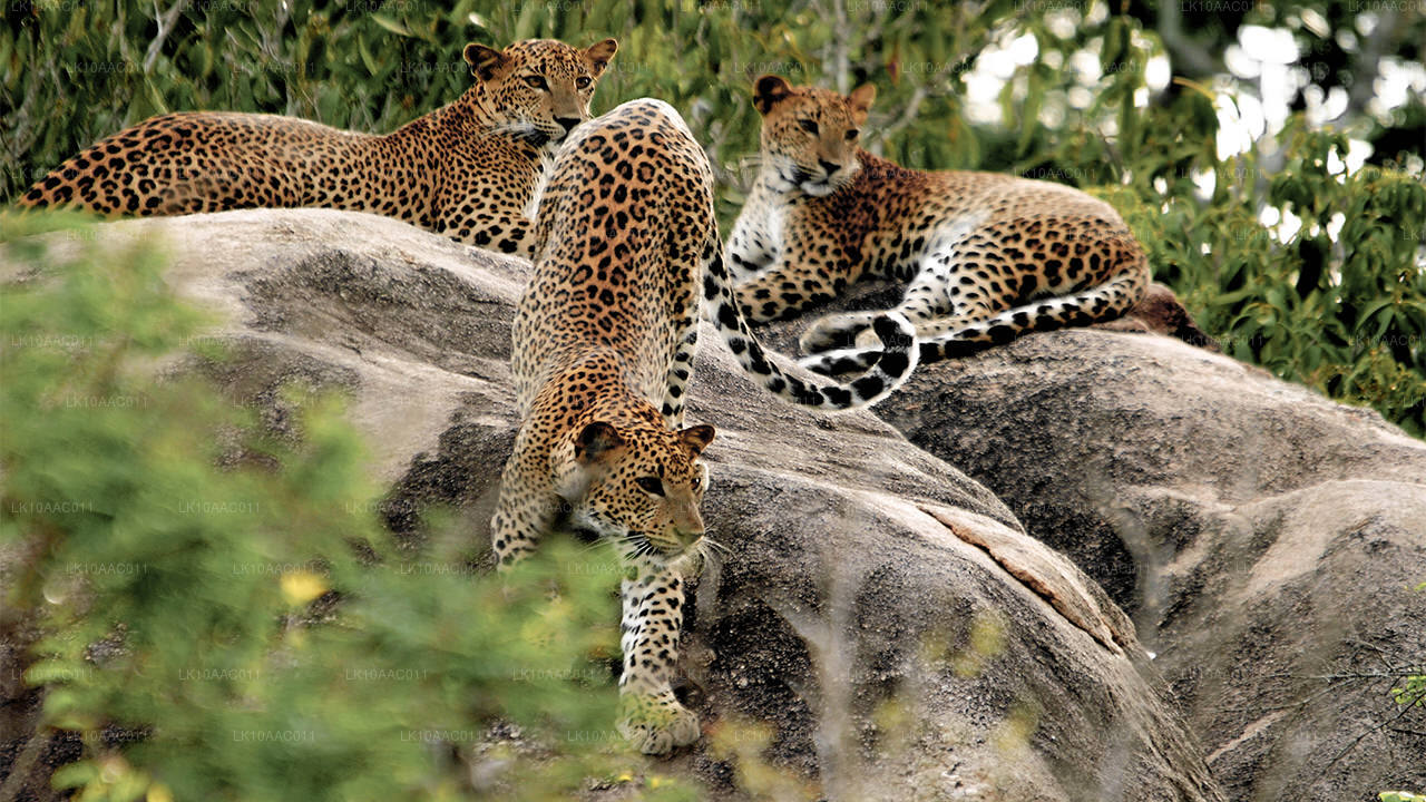 Royaumes de Ceylan (10 jours)