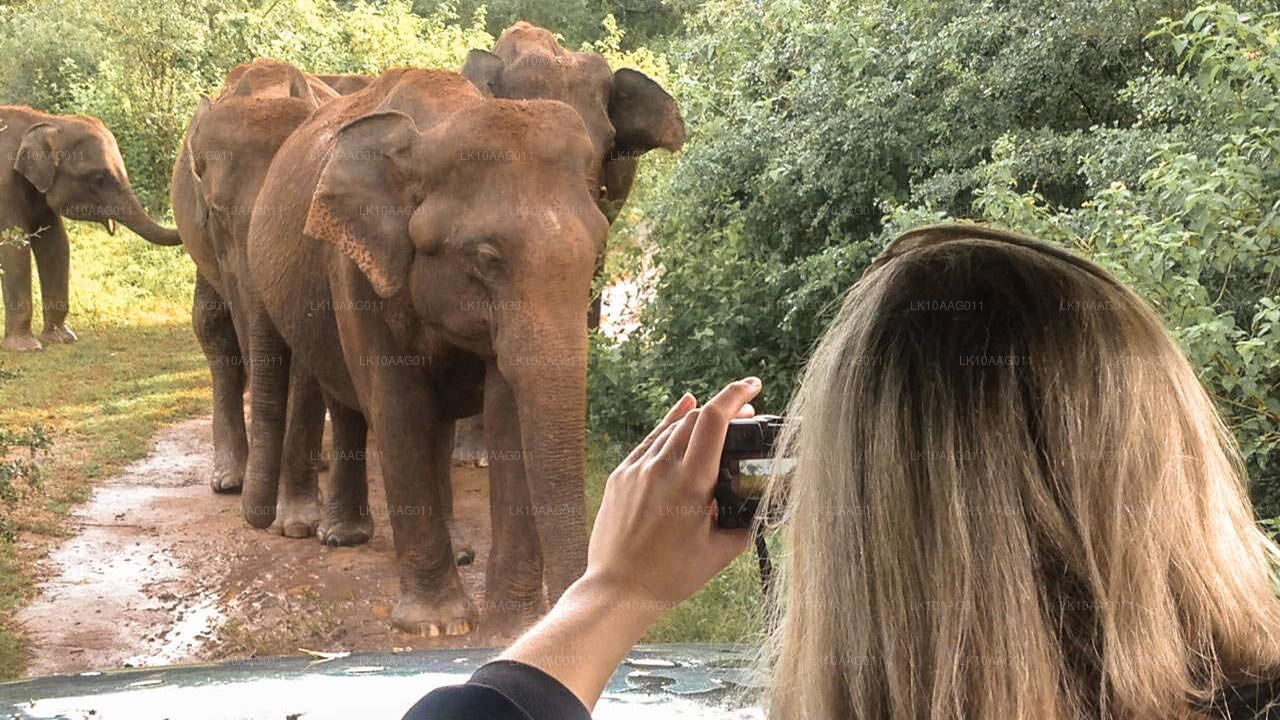 Faune du Sri Lanka (10 jours)