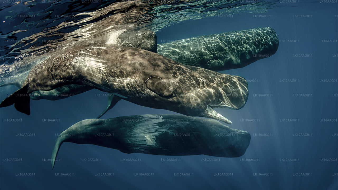 Faune du Sri Lanka (10 jours)