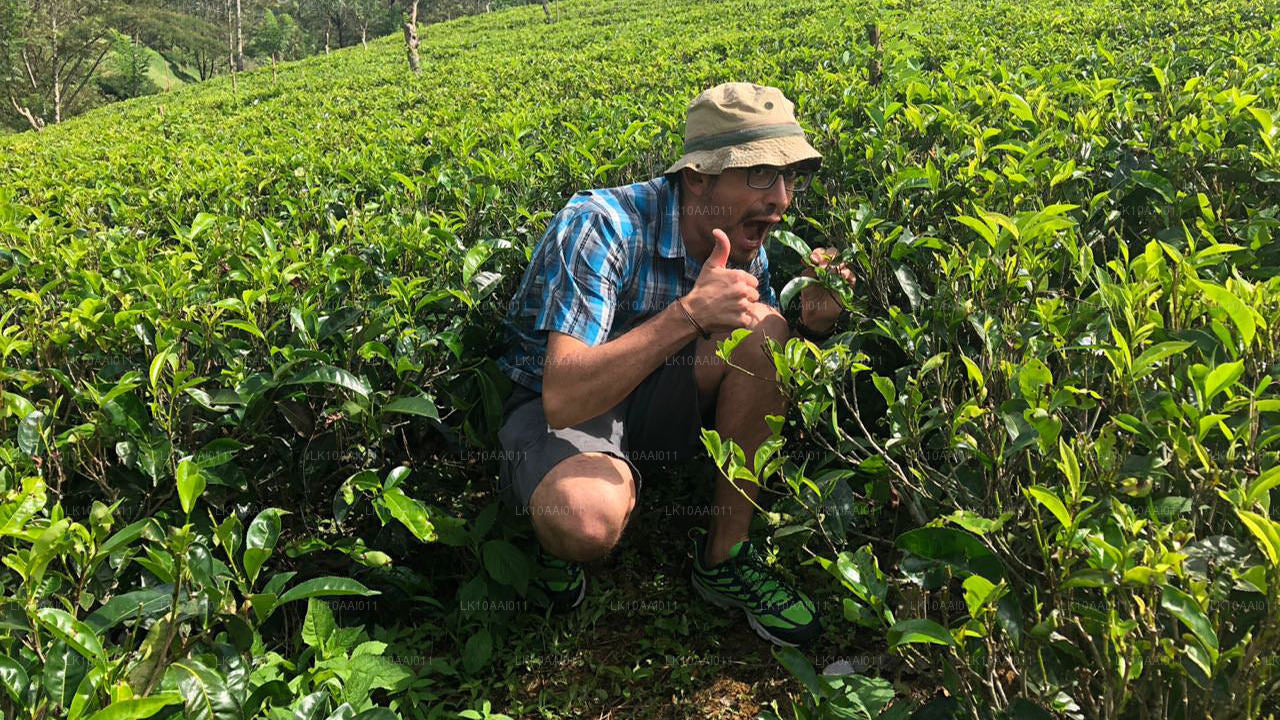 Circuit halal (islamique) au Sri Lanka (10 jours)