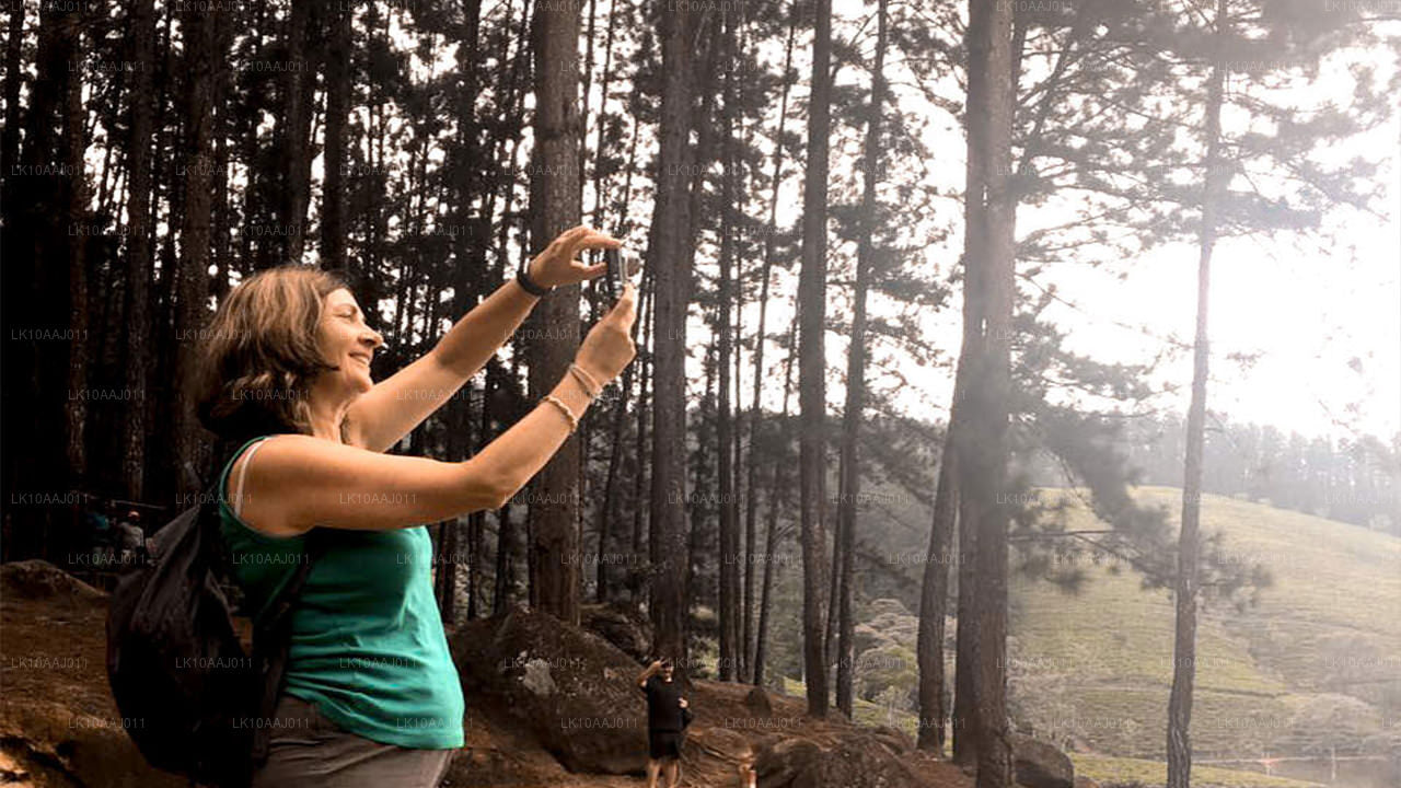 Excursion de thé à Ceylan (10 jours)