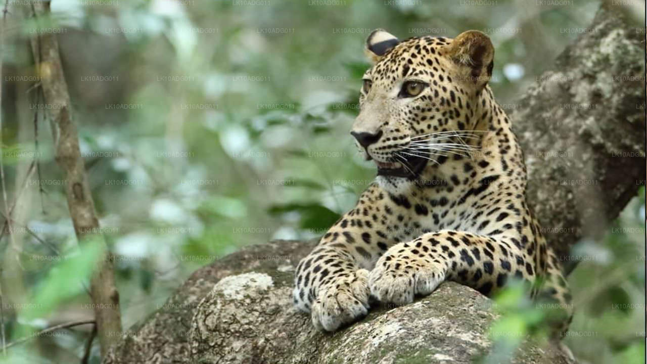 Excursion d'observation des oiseaux et de la faune (10 jours)