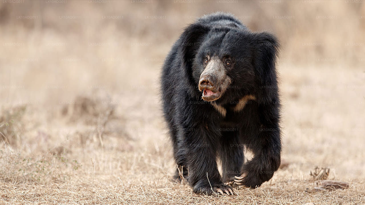 Excursion d'observation des oiseaux et de la faune (10 jours)