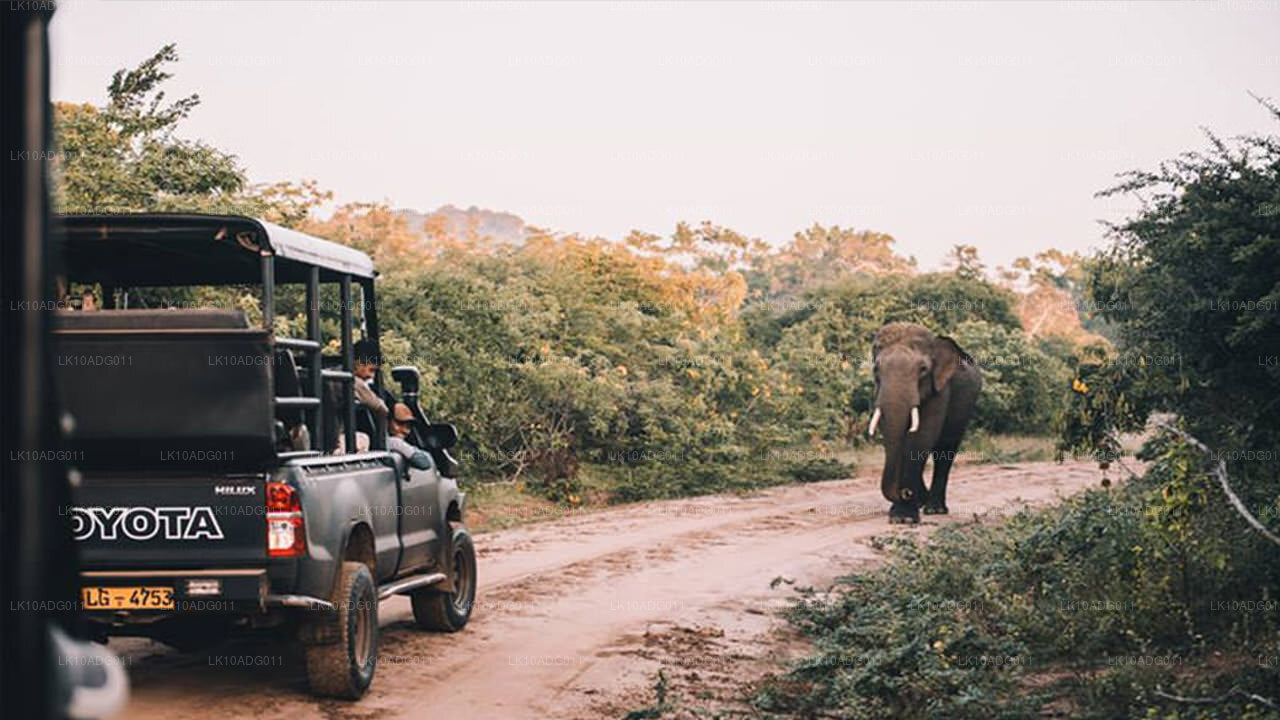 Excursion d'observation des oiseaux et de la faune (10 jours)
