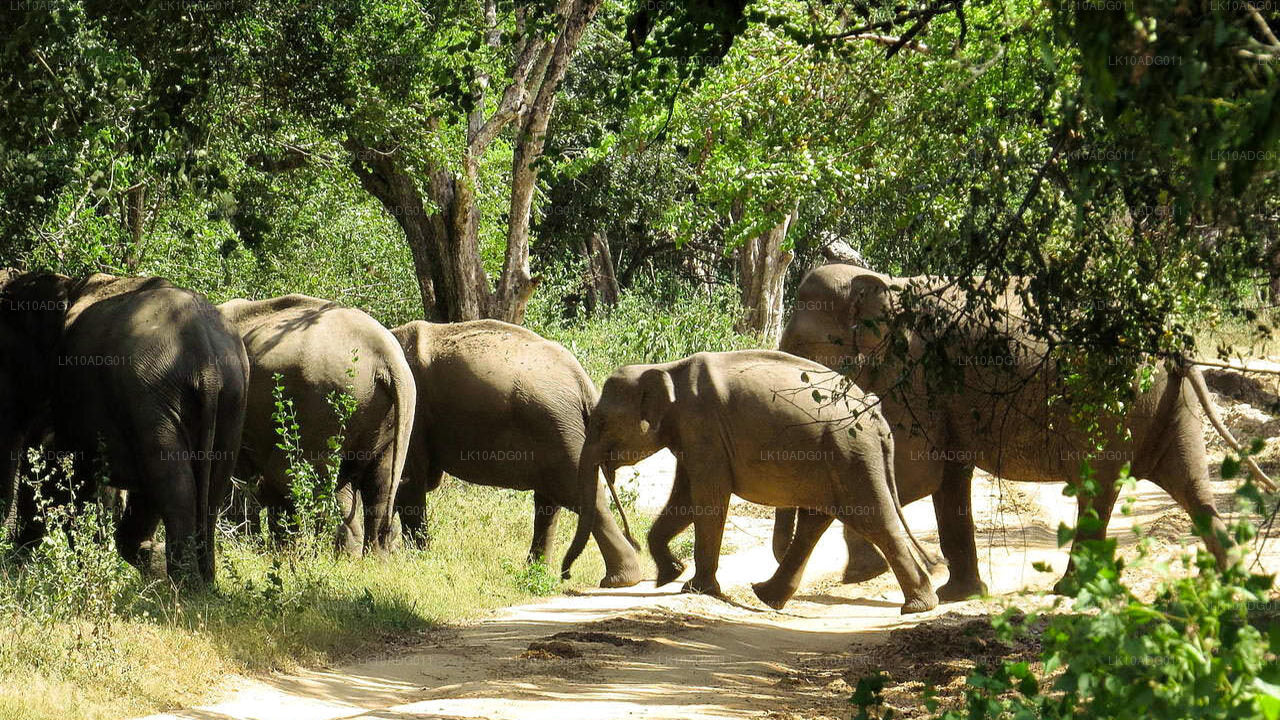 Excursion d'observation des oiseaux et de la faune (10 jours)