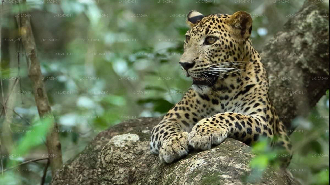 Excursion sur les oiseaux et la faune (11 jours)