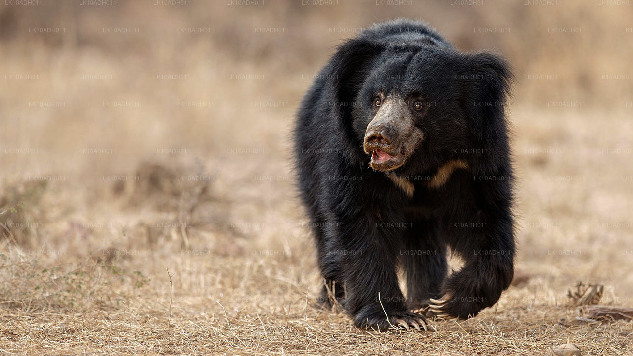 Excursion sur les oiseaux et la faune (11 jours)