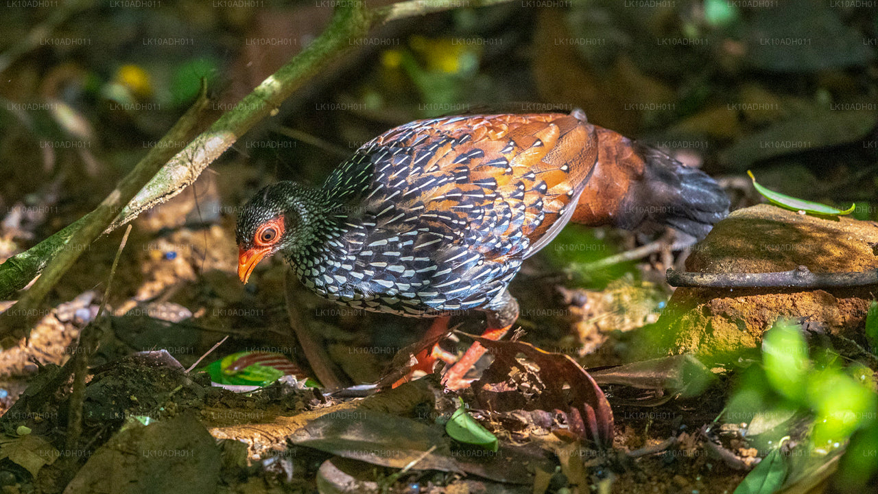 Excursion sur les oiseaux et la faune (11 jours)