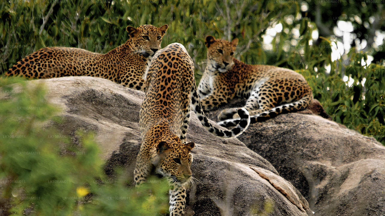 Serendib pittoresque (11 jours)