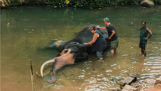 Perdu à Ceylan (11 jours)