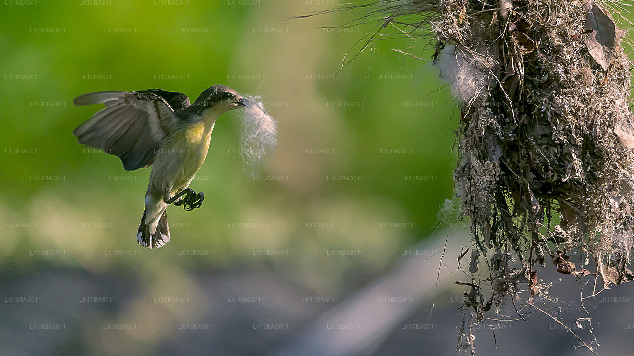 Butterfly Trail (11 jours)