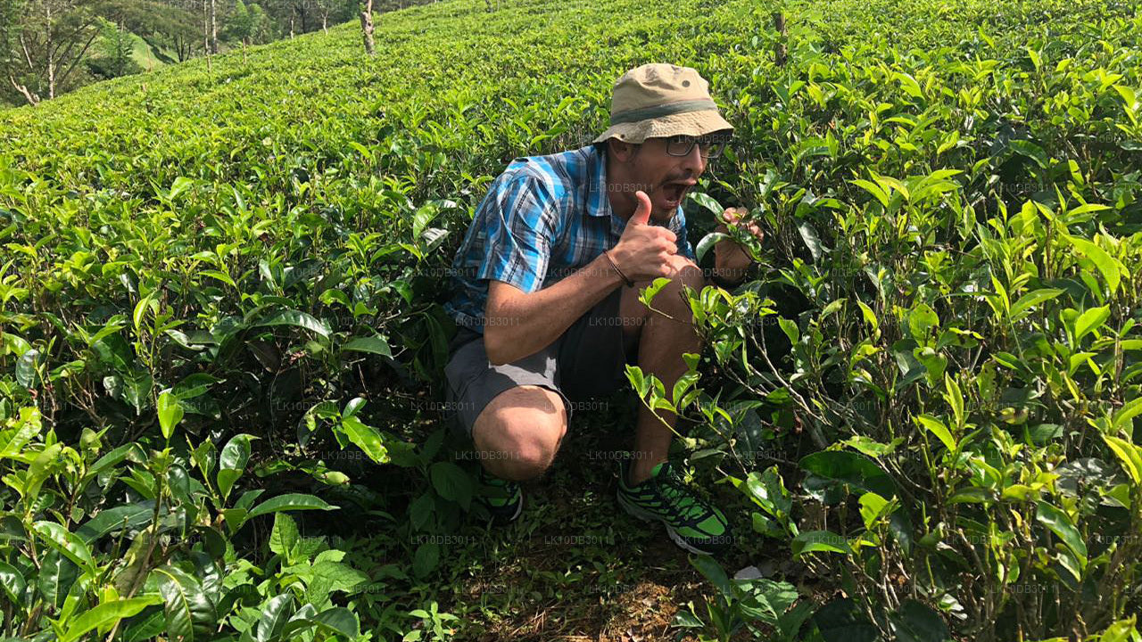 Sentier autour de Ceylan (13 jours)