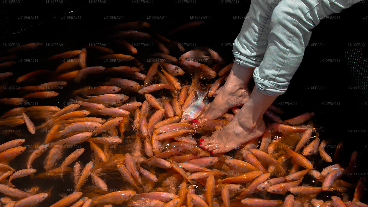 Sentier Serendipity (15 jours)